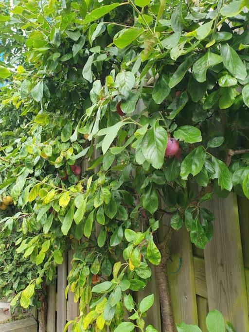Studio Watertoren Met Tuin En Gratis Parkeren Goes Ngoại thất bức ảnh